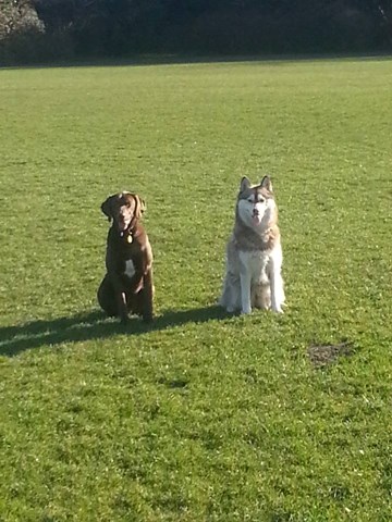Meath Dog Training and Kennels