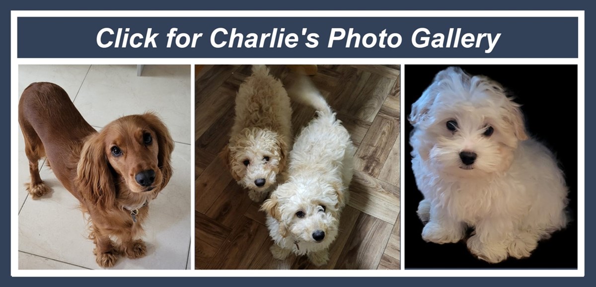 Dog training in Monaghan - click for gallery now