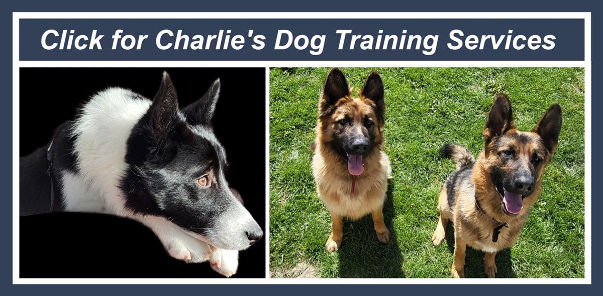 Click for Charlie's dog training services in Monaghan