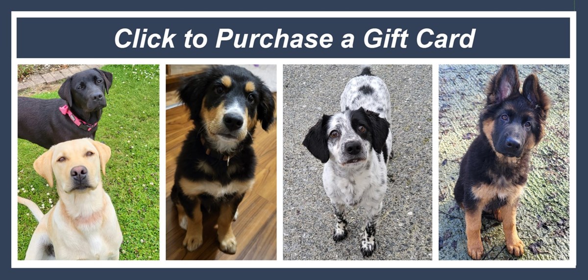 Dog training in Monaghan - click to purchase a gift card now