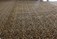 Carpet Cleaning Limerick, Pro Dry