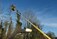 Tree Surgeons Maynooth, Celbridge. Healion Tree Care.