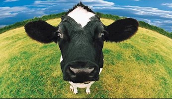 image of cow from Stoke Communications