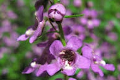 Galway Garden Maintenance -