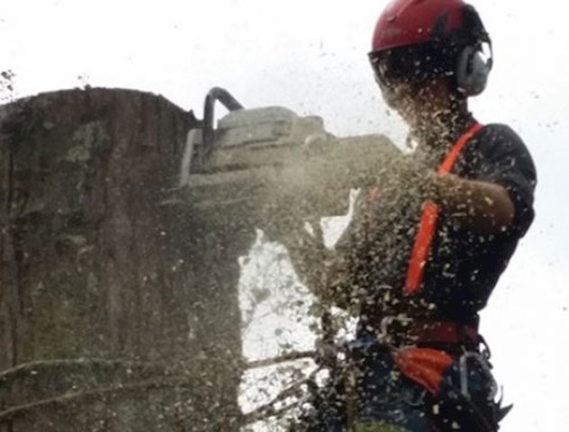 Image shows tree felling in Cork by Pullin Trees
