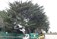 Tree Surgeons Maynooth, Celbridge. Healion Tree Care.