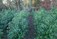 Hedging Kildare, Tom McIntyre Landscaping & Nursery