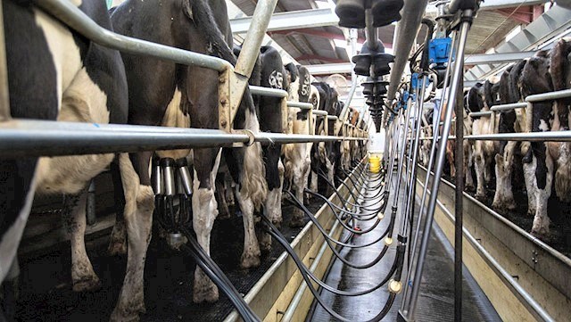 image of relief milking services from Greenhouse Farm