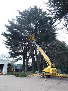 Image of tree felling in Maynooth, tree felling in Maynooth, Celbridge and Dunboyne is provided by Healion Tree Care