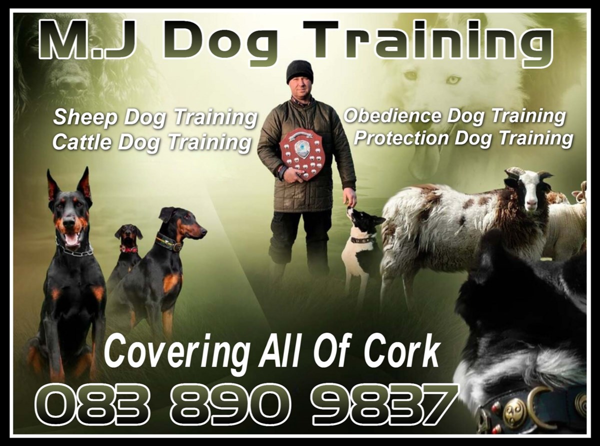 Dog training in Kinsale