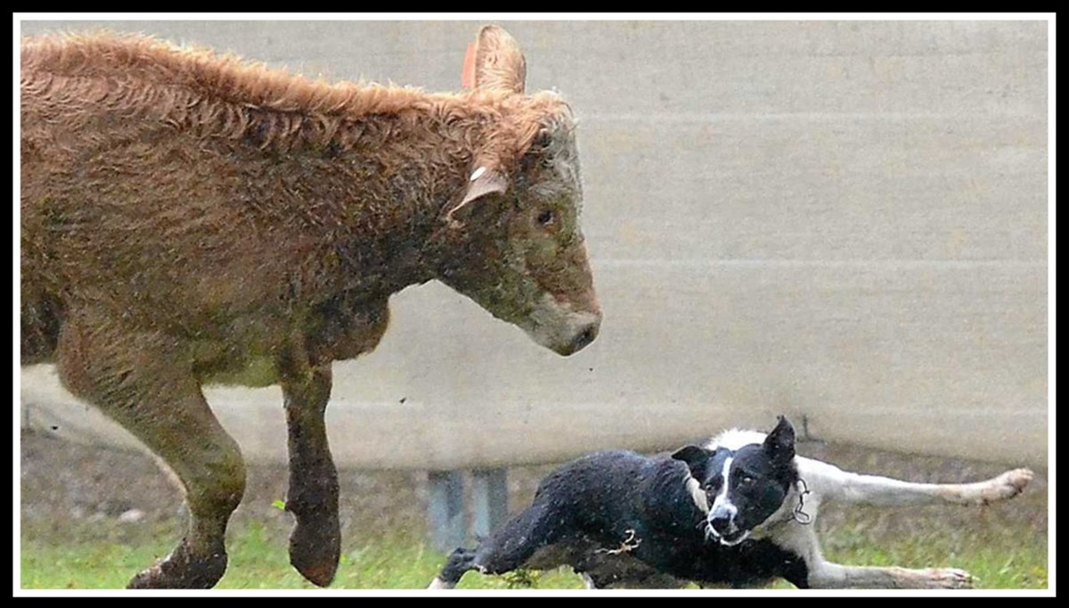 Cattle dog training in Kinsale