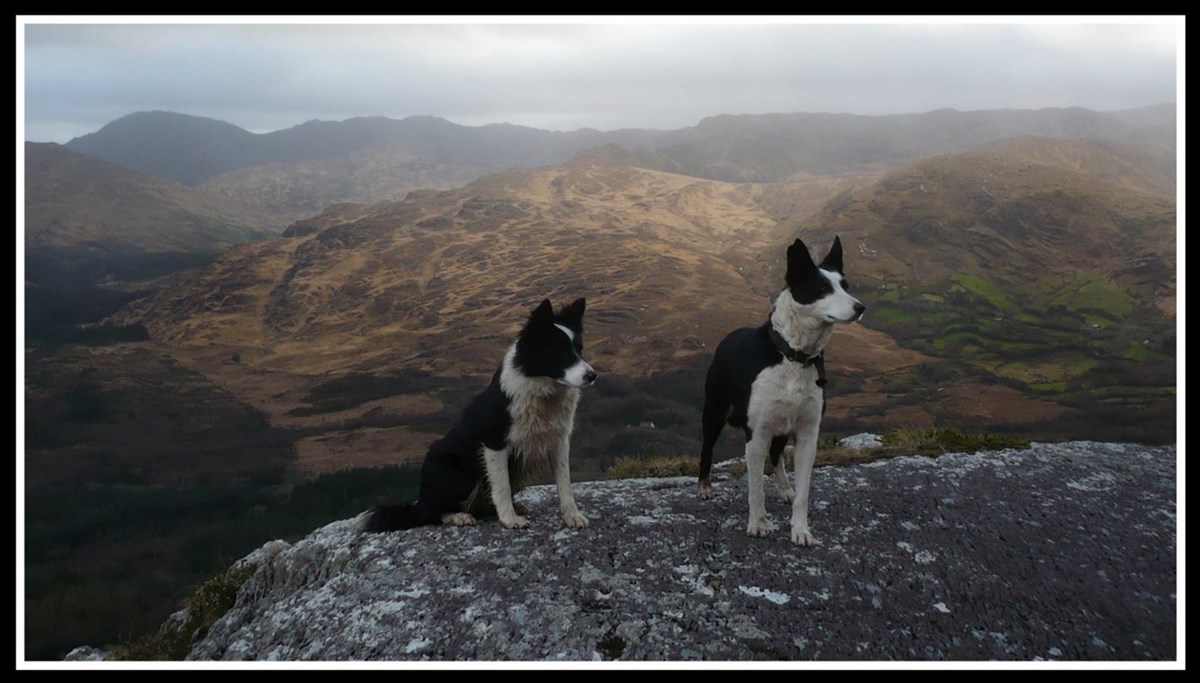 Dog obedience training in Kinsale