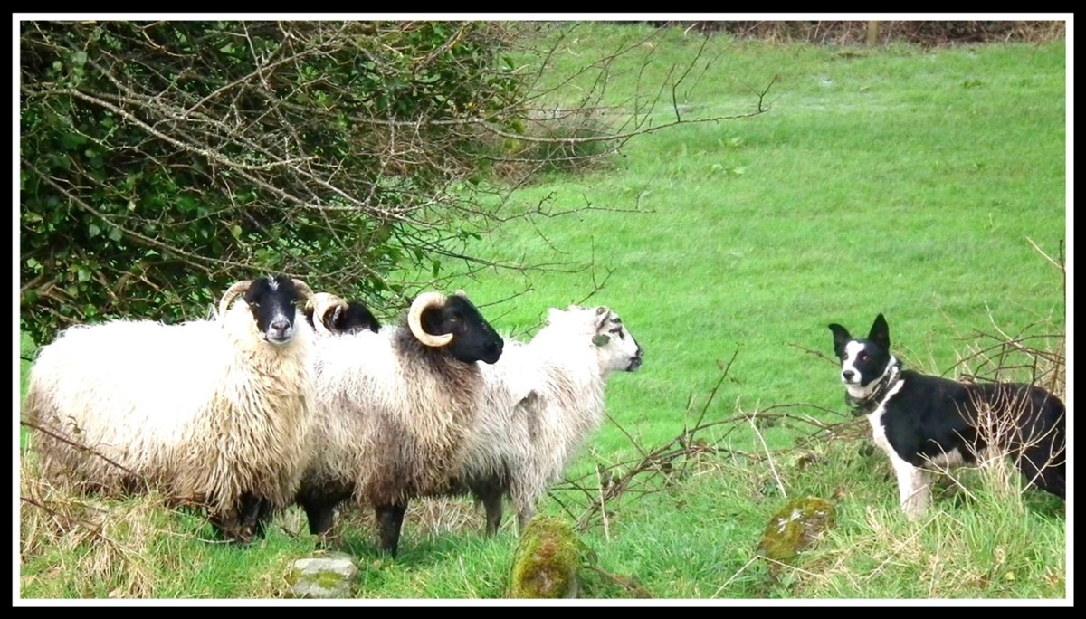 Sheepdog training in Kinsale