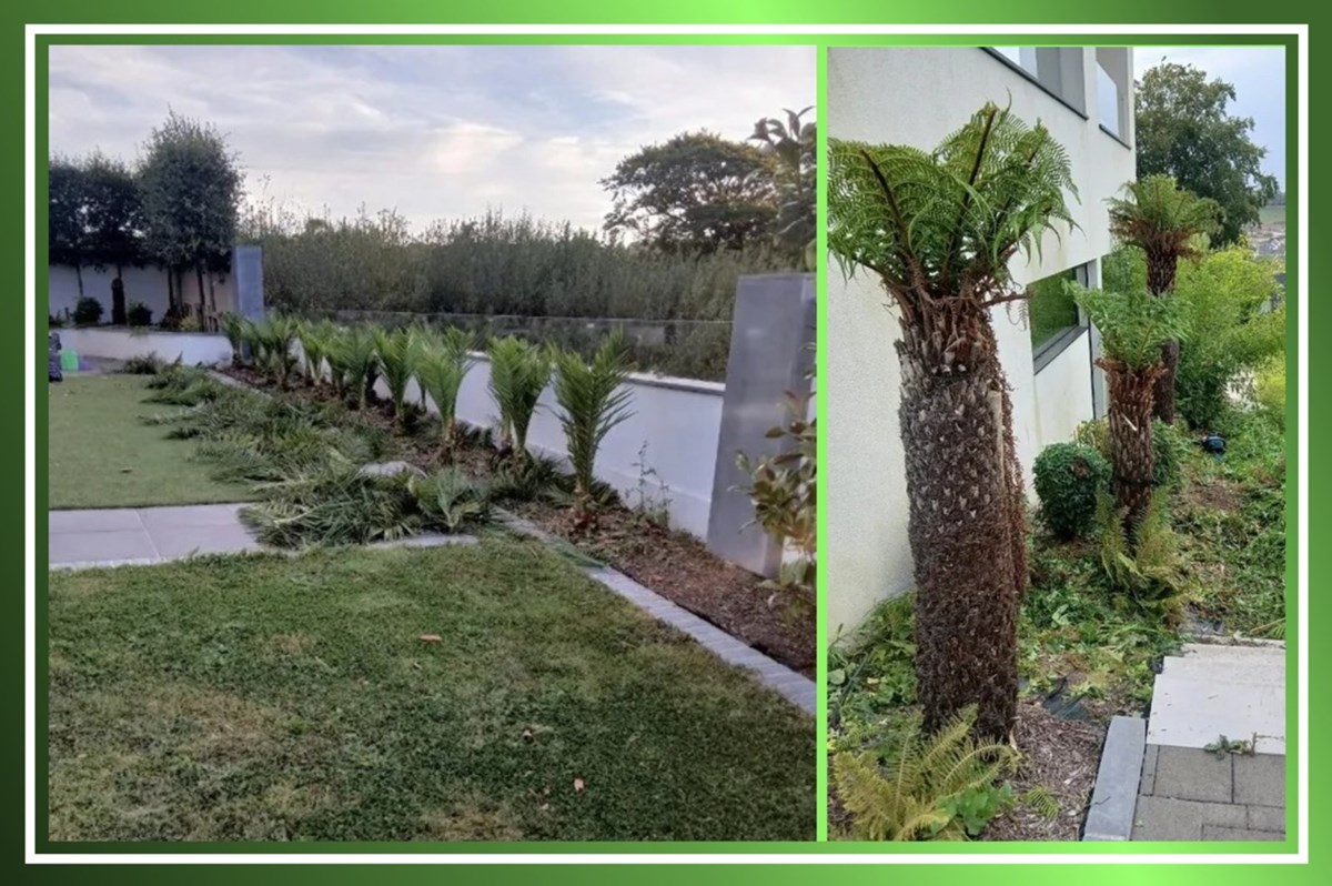 Hedge maintenance services in Ballincollig and Douglas