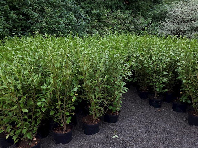 Supply of evergreen hedging in Kildare