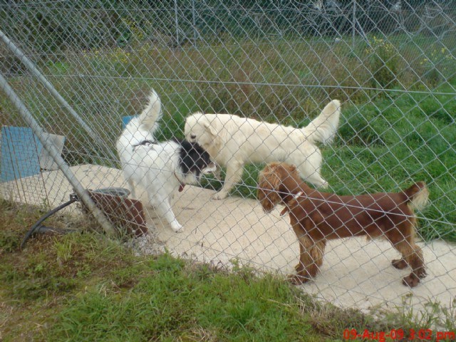 Image of dog kennels in Kinsale, a full range of dog kennel facilities in Kinsale are provided by Home From Home Boarding Kennels