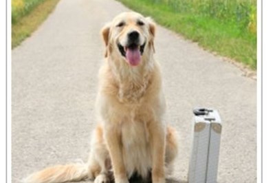 Boarding Kennels Westmeath