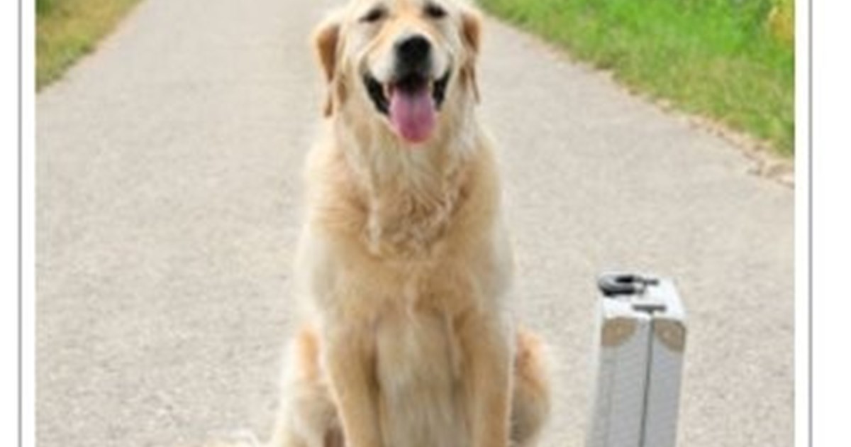 Boarding Kennels Westmeath Our.ie