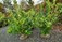 Hedging Kildare, Tom McIntyre Landscaping & Nursery