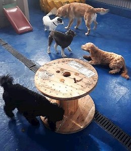 image of dog boarding facilities in Lakeview Kennels
