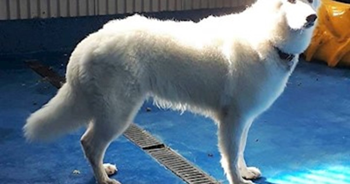 Dog Boarding Carrickmacross, Monaghan. Lakeview Kennels Our.ie