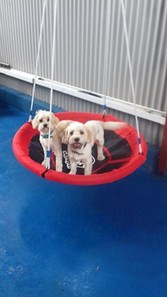 image of dog boarding facilities at Lakeview Kennels