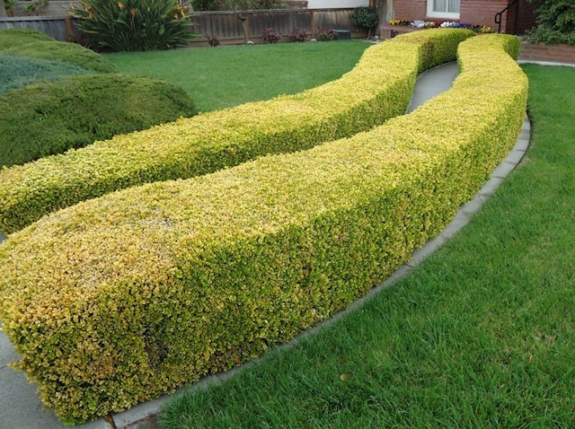 Image of hedge maintenance fromImage of maintained garden from Garden Maintenance Galway.