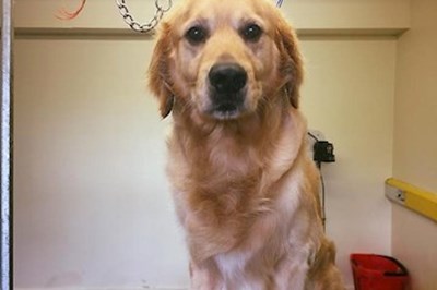 Dog Grooming Dundalk, Shellys Walkies & Washes