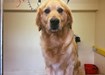 Dog Grooming Dundalk, Shellys Walkies & Washes