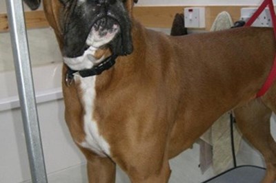 Dog Grooming Mornington