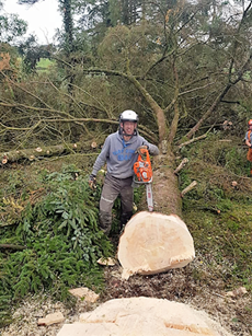 Tree surgery services in County Roscommon