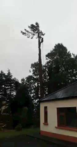 Image of tree cutting in Longford by RS Services, tree cutting in Longford is carried out by RS Services