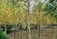 Hedging Kildare, Tom McIntyre Landscaping & Nursery