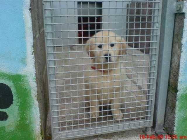 Image of dog kennels in Kinsale, advice on dog boarding in Kinsale is provided by Home From Home Boarding Kennels