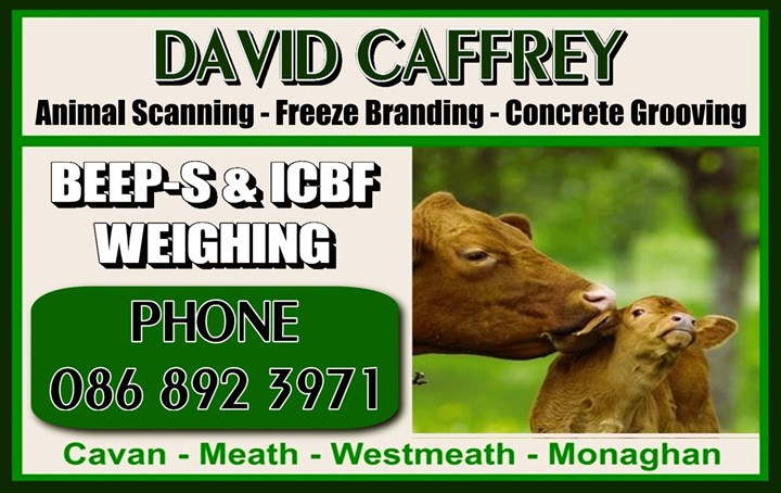 Animal scanning services in Cavan