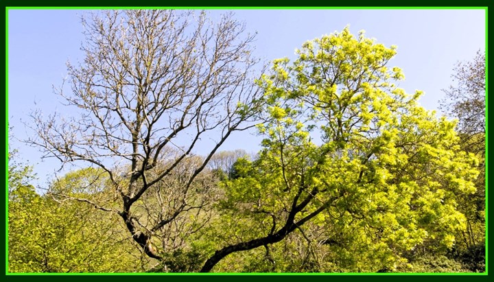 Ash Dieback Clearance Contractors Monaghan, Meath, Cavan - Tree Maintenance & Forestry Services 