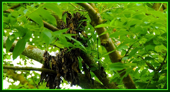 Ash Dieback Clearance in Monaghan, Meath and Cavan is carried out by Tree Maintenance & Forestry Services - Ash Dieback Clearance Contractors Monaghan