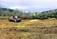 Ash Dieback Clearance - Monaghan, Meath, Cavan