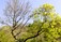 Ash Dieback Clearance - Monaghan, Meath, Cavan