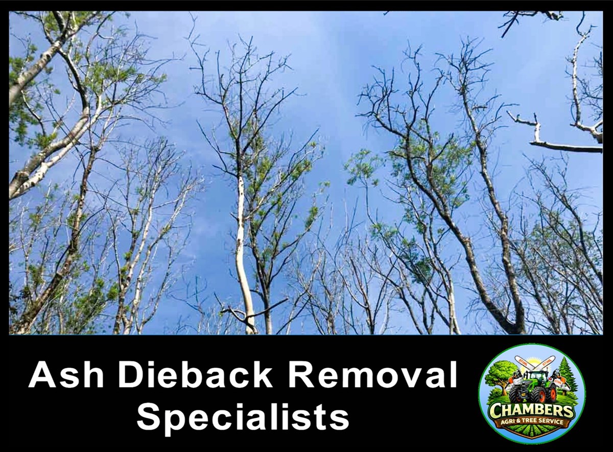 Ash Dieback removal services in Louth