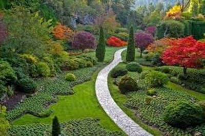 Hedge and Tree Planting