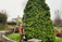 Tree Surgeons Limerick