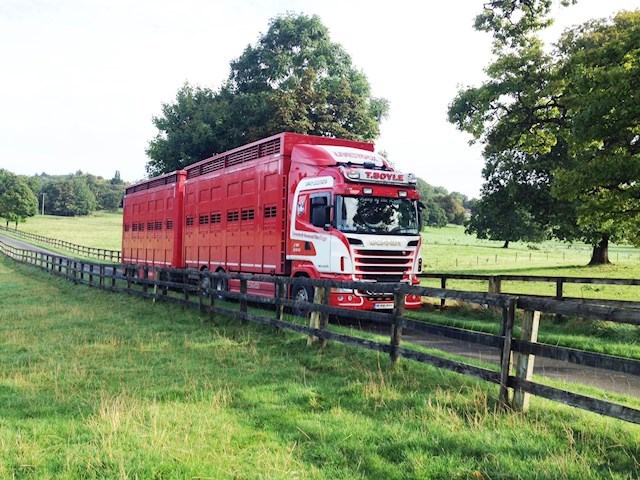 sheep transportation from Thomas Boyle Livestock transport