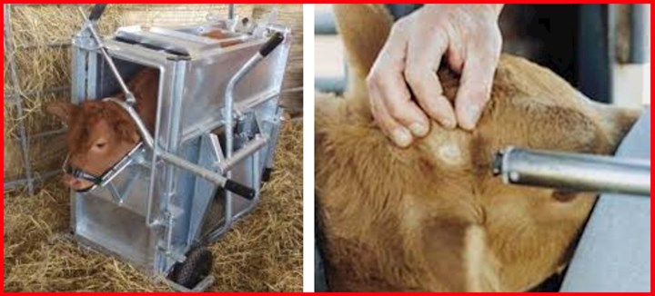 Calf dehorning in Meath is carried out by Noel McEntee Farm Services