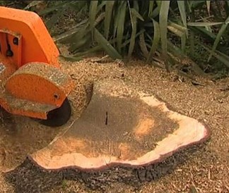 tree stump grinding in Malahide