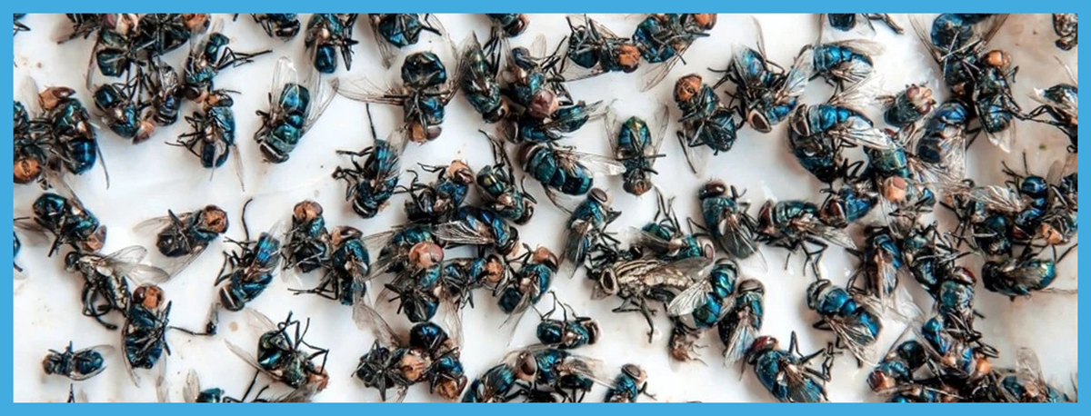 Cluster fly removal in Athboy and Kells