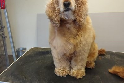 Monaghan Dog Grooming -