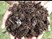 Swanlinbar Compost Cavan