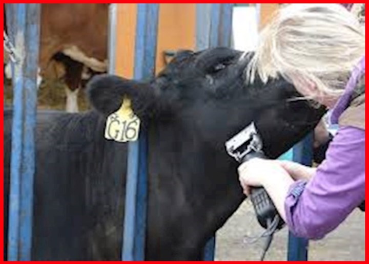 Cow clipping in Meath is carried out by Noel McEntee Farm Services