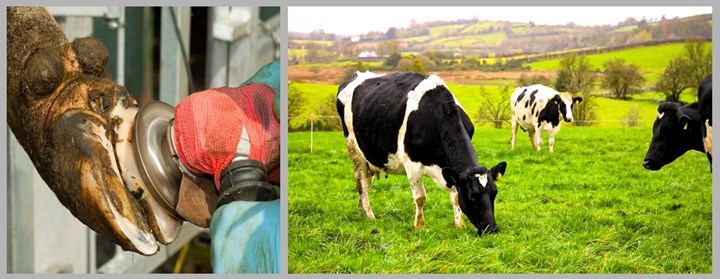 Hoofcare for dairy cows in Cavan - Michael Bannon Hoofcare